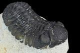 Bargain, Morocops Trilobite - Visible Eye Facets #120085-3